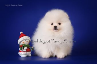 Light Colored Cream puppy pomeranian breed Creamang Bravo Ot Pandy Sharm