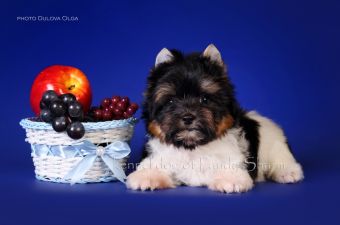 Milans ot Pandy Sharm biewer terrier puppies for sale