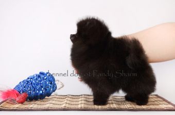 Daymondina Chokolata Ot Pandy Sharm black color pomeranian puppy