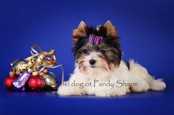 multi color Yorkshire Terrier pup for sale Teysmaks ot Pandy sharm