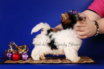 Teysmaks ot Pandy sharm multi color Yorkshire Terrier puppy picture