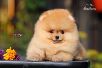 orange Pomeranian puppy for sale shipping worldwide
