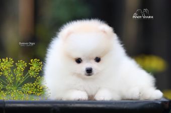 white cream Pomeranian boy