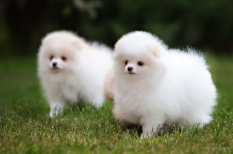 white cream puppy pom