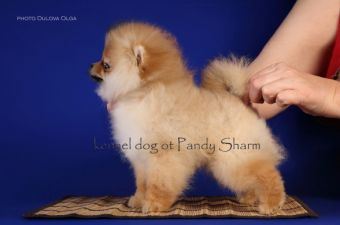 Reyers ot Pandy Sharm  Pomeranian puppy