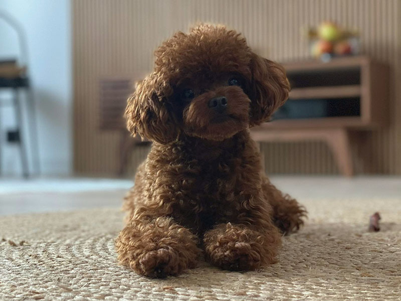 our adult  teddy poodle picture of owner
