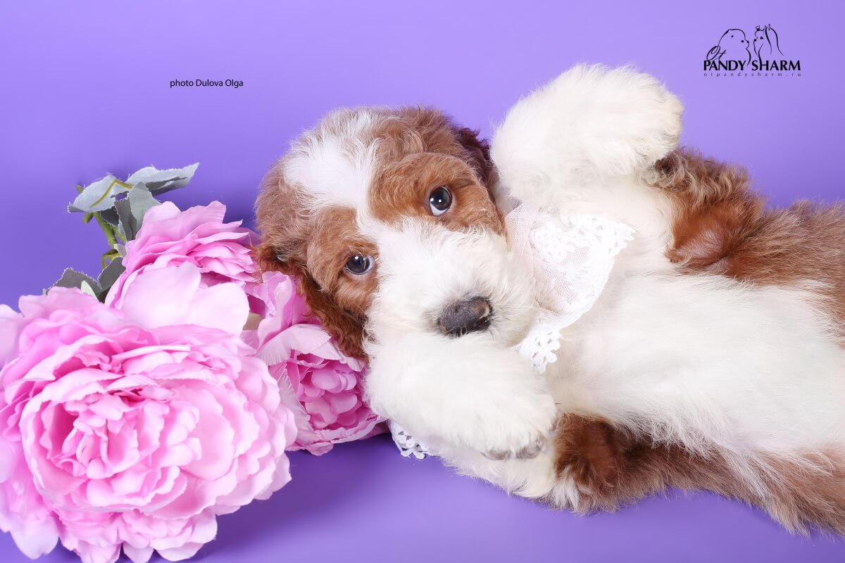royal poodles puppies for sale