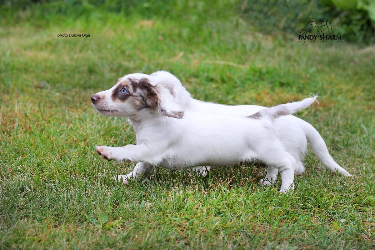 miniature long-haired dachshund piebald white