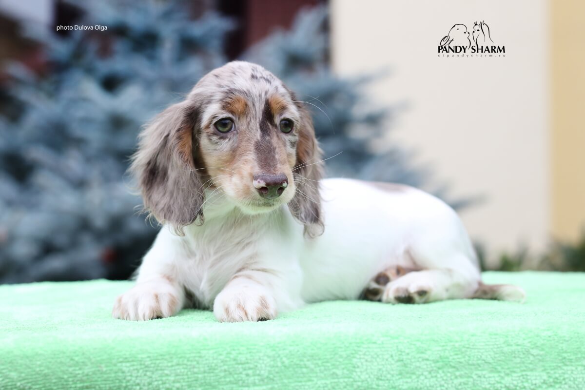 Puppies miniature long-haired dachshund color piebald