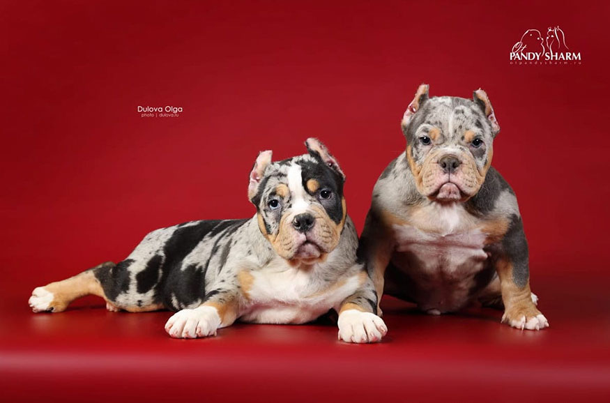 exotic extreme American Bully puppies for sale