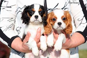 Cavalier king Charles spaniel puppies for sale